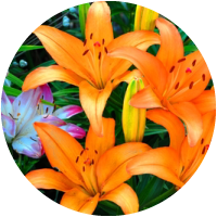 flowers
